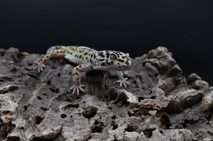 Female 50% Black Night 50% Hyper Xanthic Bold