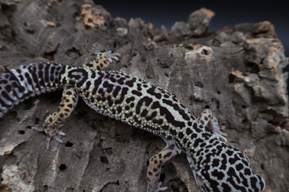 Female 50% Black Night 25% Afghanicus 25% Turcmenicus (ovulating)