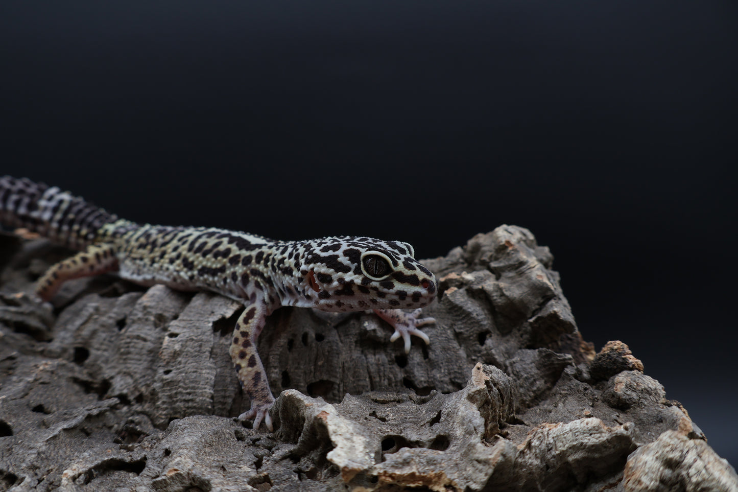 Female 50% Black Night 25% Afghanicus 25% Turcmenicus (ovulating)