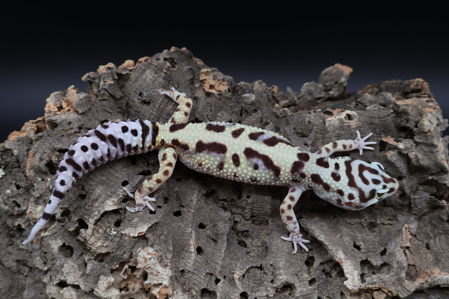 Female Hyper Xantic Bold Jungle pos. W&Y (tiny wavy tail tip)