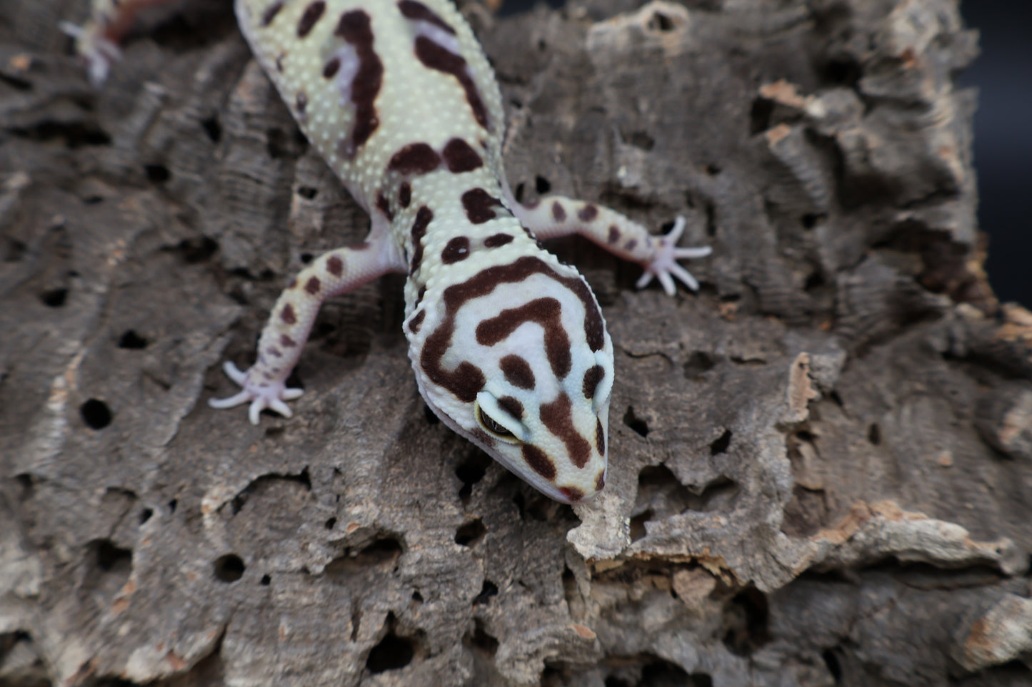 Female Hyper Xantic Bold Jungle pos. W&Y (tiny wavy tail tip)
