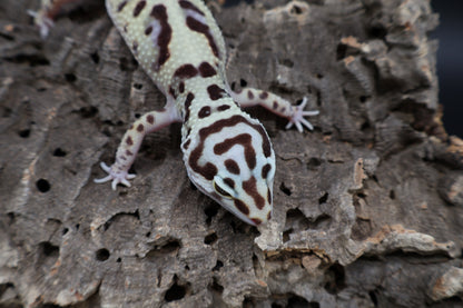 Female Hyper Xantic Bold Jungle pos. W&Y (tiny wavy tail tip)