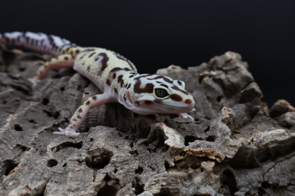 Female Hyper Xantic Bold Jungle pos. W&Y (tiny wavy tail tip)