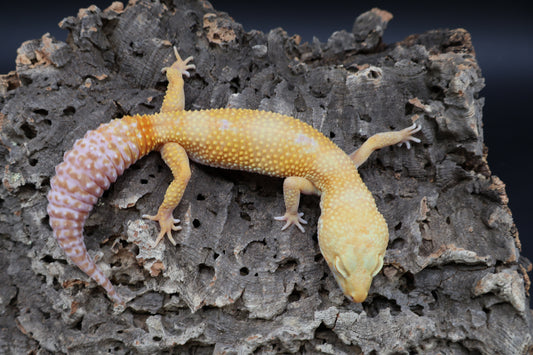 Female Blood Bold Tremper Albino