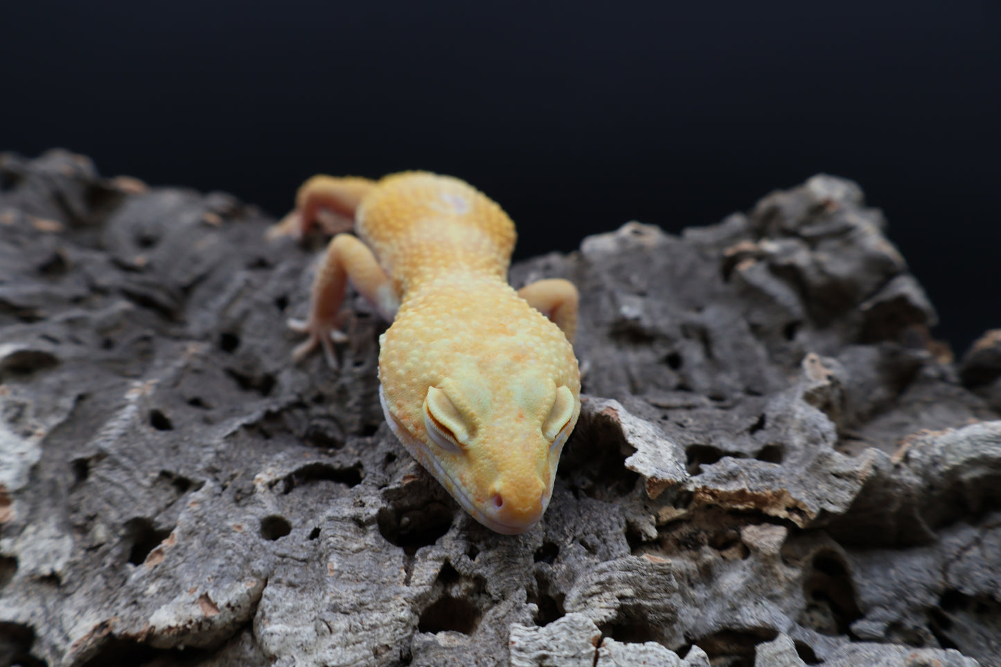Female Blood Bold Tremper Albino