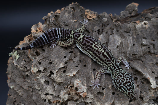 Female 50% Black Night 25% Afghanicus 25% Turcmenicus (jumpy)