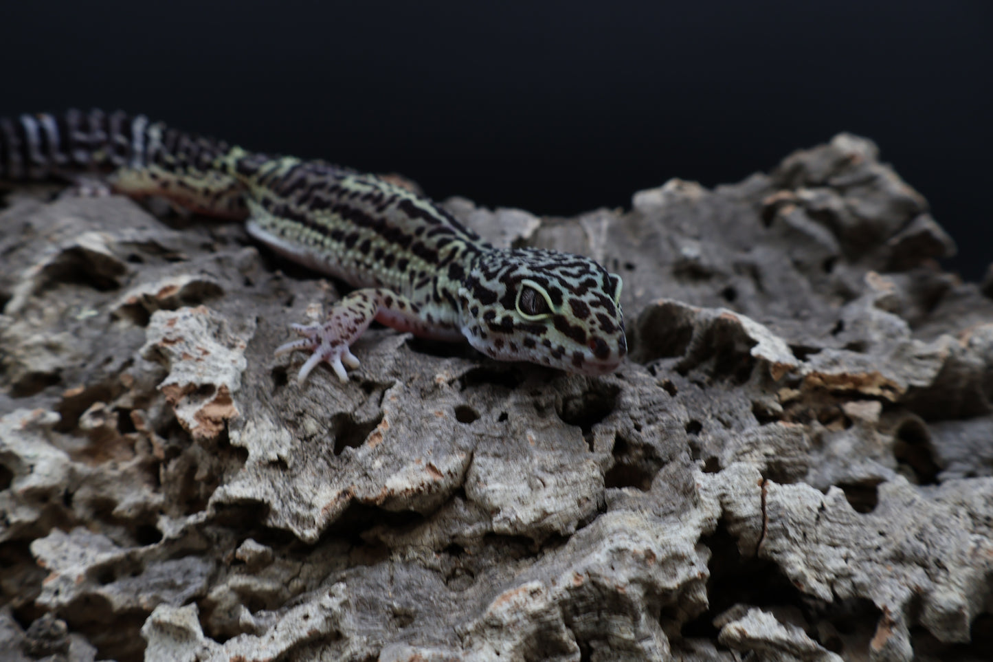 Female 50% Black Night 25% Afghanicus 25% Turcmenicus (jumpy)