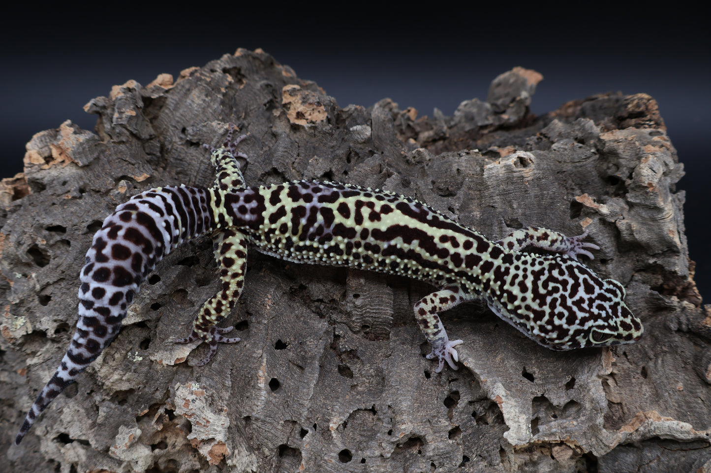 Female 50% Black Night 25% Afghanicus 25% Turcmenicus