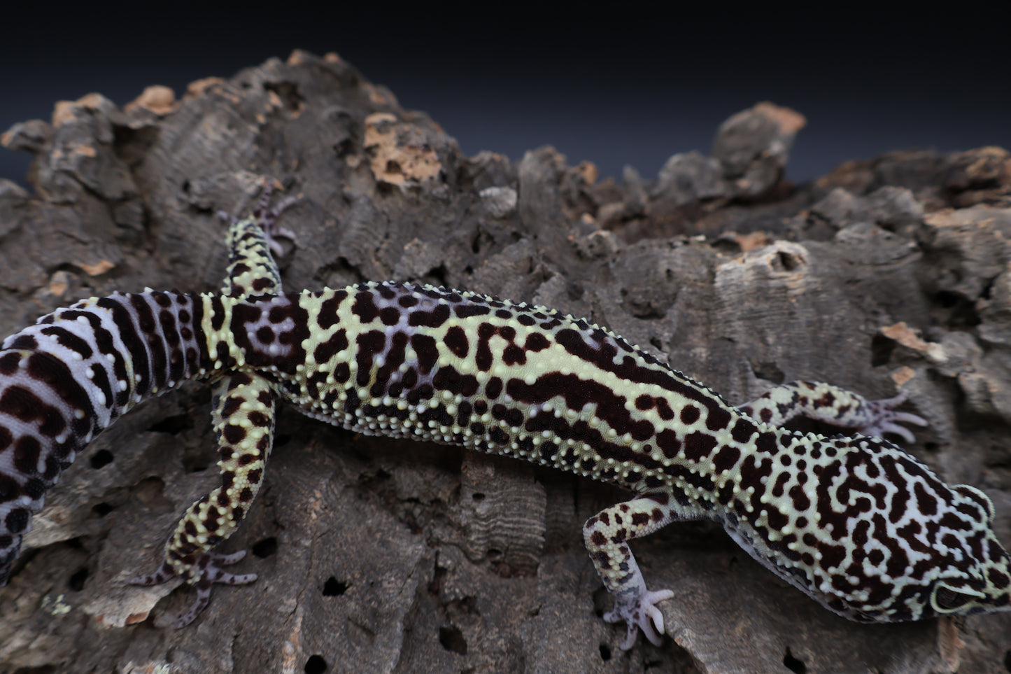 Female 50% Black Night 25% Afghanicus 25% Turcmenicus