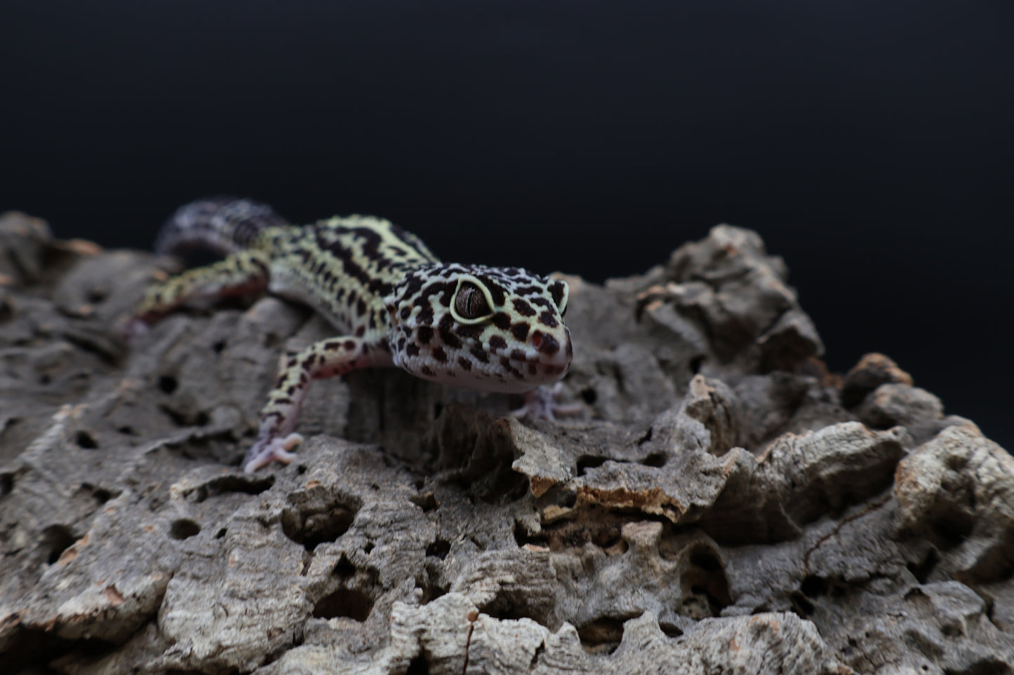 Female 50% Black Night 25% Afghanicus 25% Turcmenicus