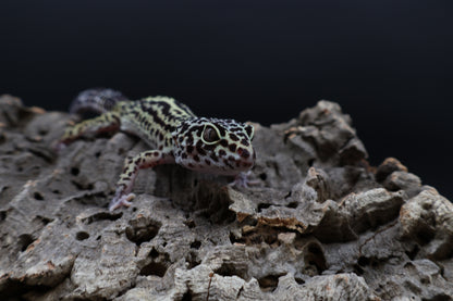 Female 50% Black Night 25% Afghanicus 25% Turcmenicus