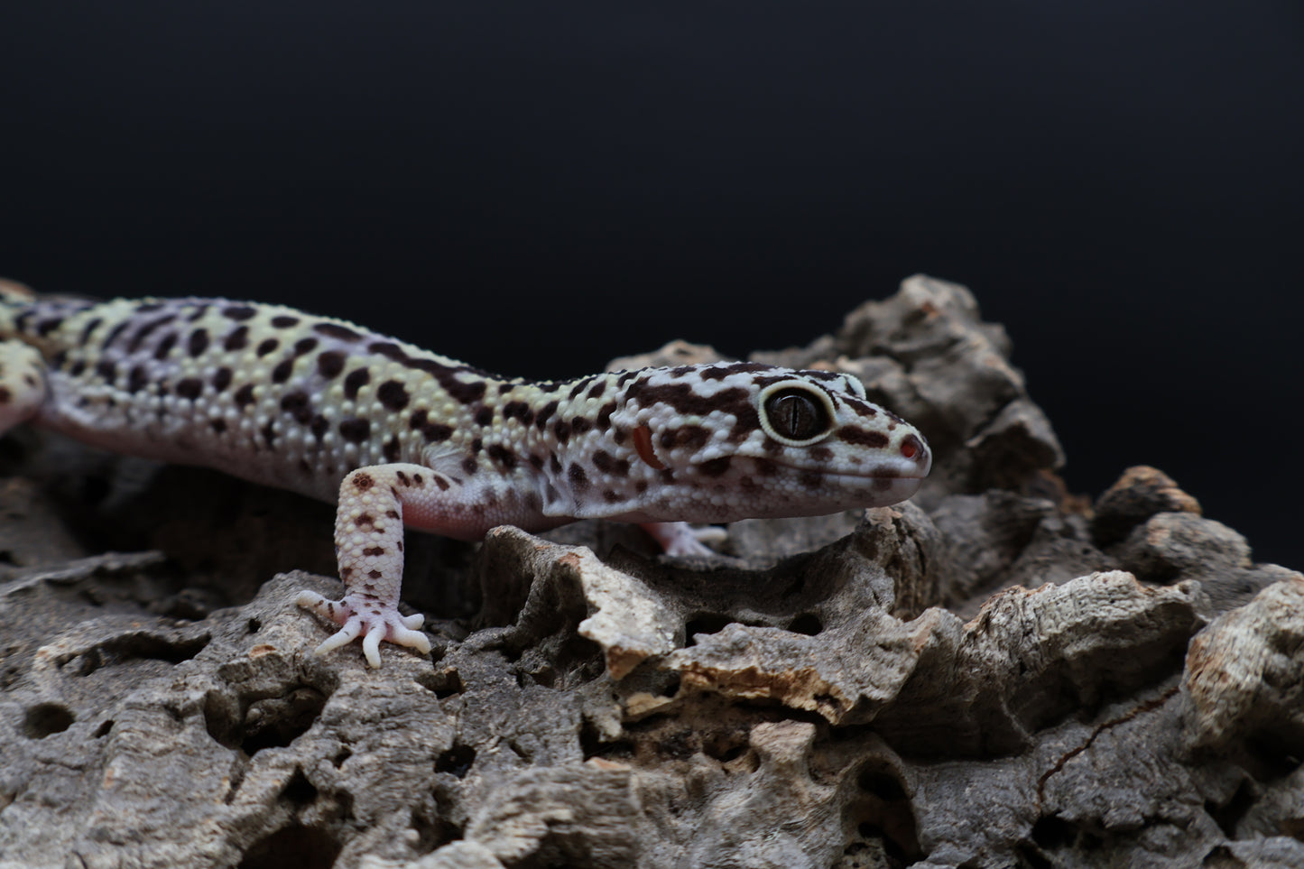 Female 50% Black Night 25% Afghanicus 25% Turcmenicus (ovulating)