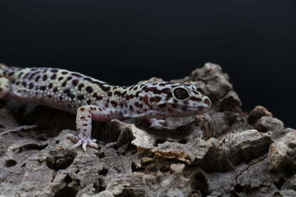 Female 50% Black Night 25% Afghanicus 25% Turcmenicus (ovulating)