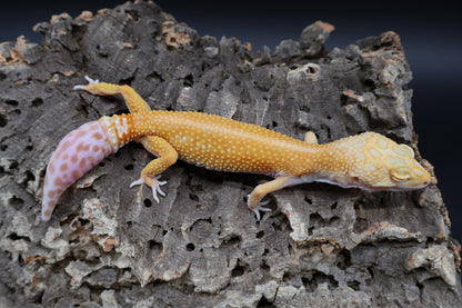 Female Red Diamond Tremper Albino (regen tail; ovulating)