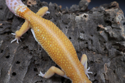 Female Red Diamond Tremper Albino (regen tail; ovulating)
