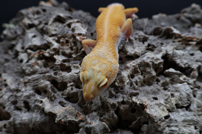 Female Red Diamond Tremper Albino (regen tail; ovulating)