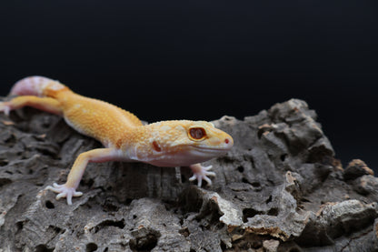 Female Red Diamond Tremper Albino (regen tail; ovulating)