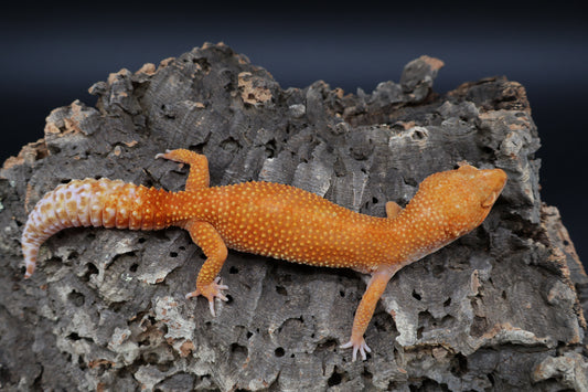 Female Mandarin Inferno Tremper Albino (slightly curved tail tip)