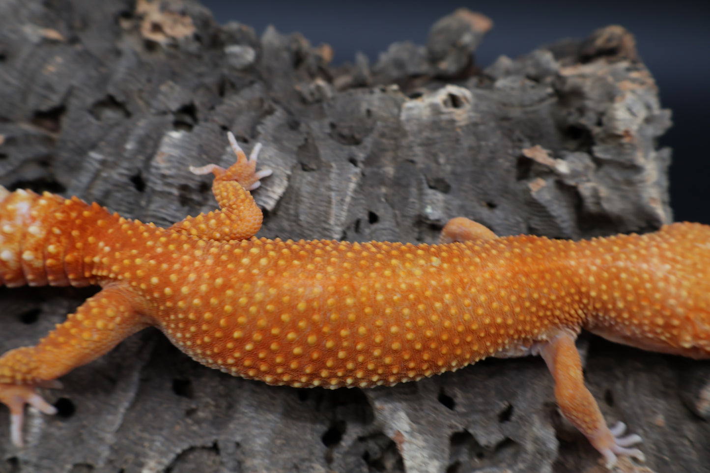 Female Mandarin Inferno Tremper Albino (slightly curved tail tip)