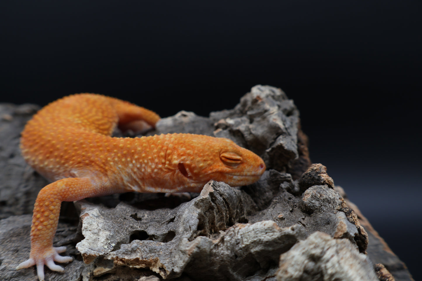 Female Mandarin Inferno Tremper Albino (slightly curved tail tip)
