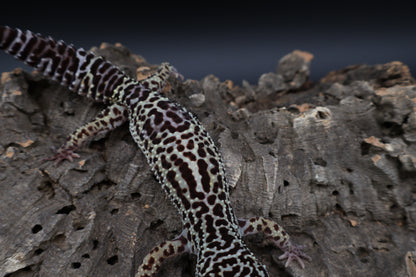 Female 50% Black Night 25% Afghanicus 25% Turcmenics (ovulating)