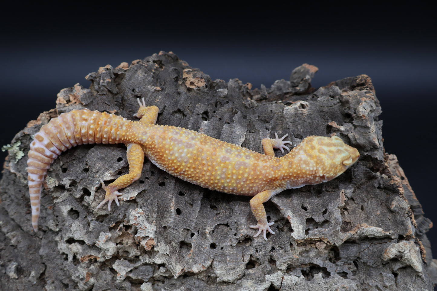 Female Super Giant Mandarin Inferno Tremper Albino Emerine (10")