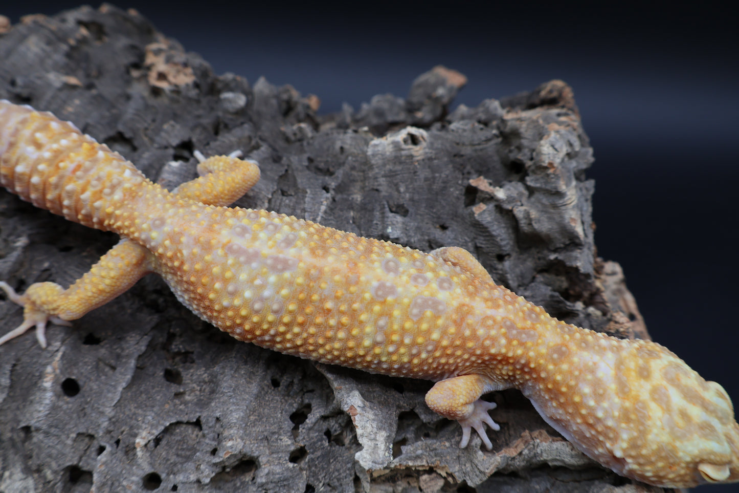 Female Super Giant Mandarin Inferno Tremper Albino Emerine (10")
