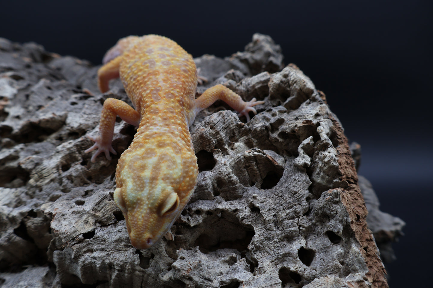 Female Super Giant Mandarin Inferno Tremper Albino Emerine (10")