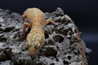 Female Super Giant Mandarin Inferno Tremper Albino Emerine (10")