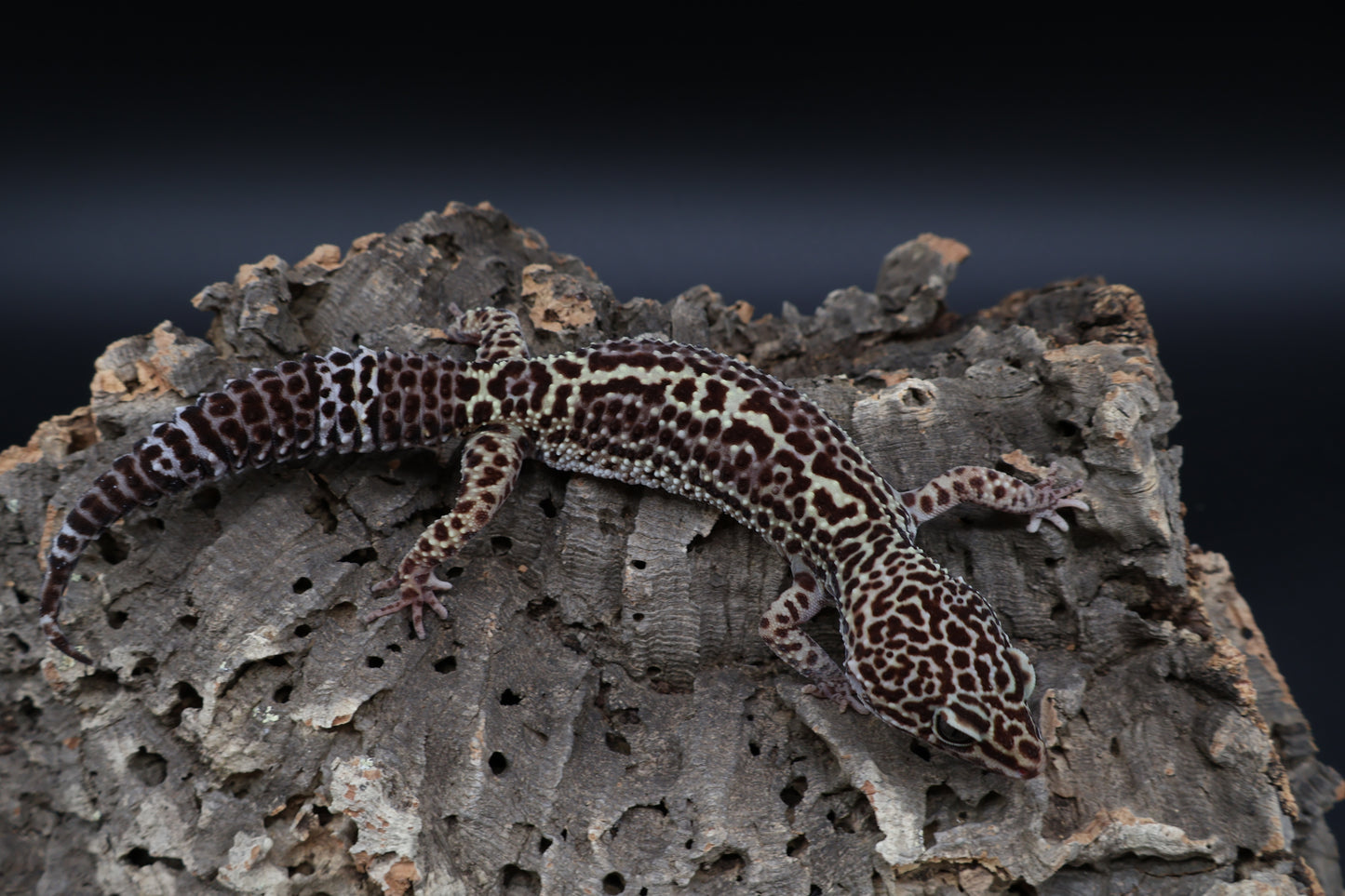 Female 50% Black Night pos. Mack Snow (9.5" long)