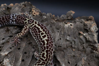 Female 50% Black Night pos. Mack Snow (9.5" long)