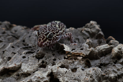 Female 50% Black Night pos. Mack Snow (9.5" long)