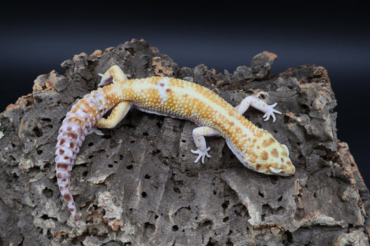 Male Tangerine W&Y Bell Albino