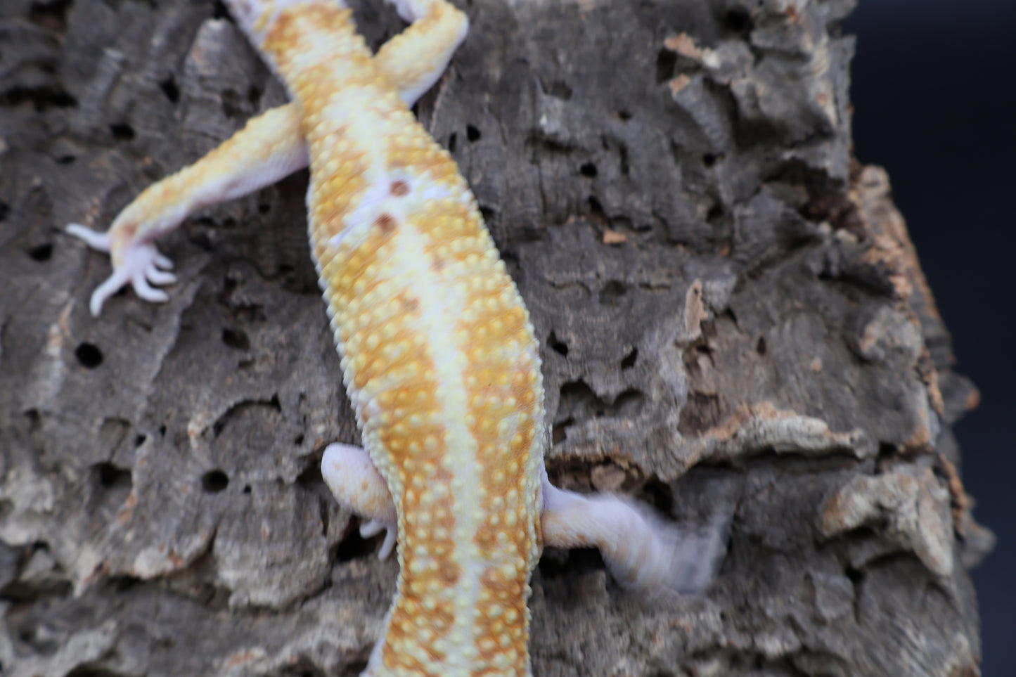 Male Tangerine W&Y Bell Albino