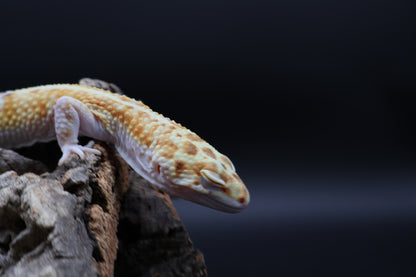 Male Tangerine W&Y Bell Albino