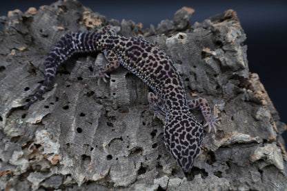 Female 50% Black Night 25% Afghanicus 25% Turcmenics (ovulating; small wavy tail)