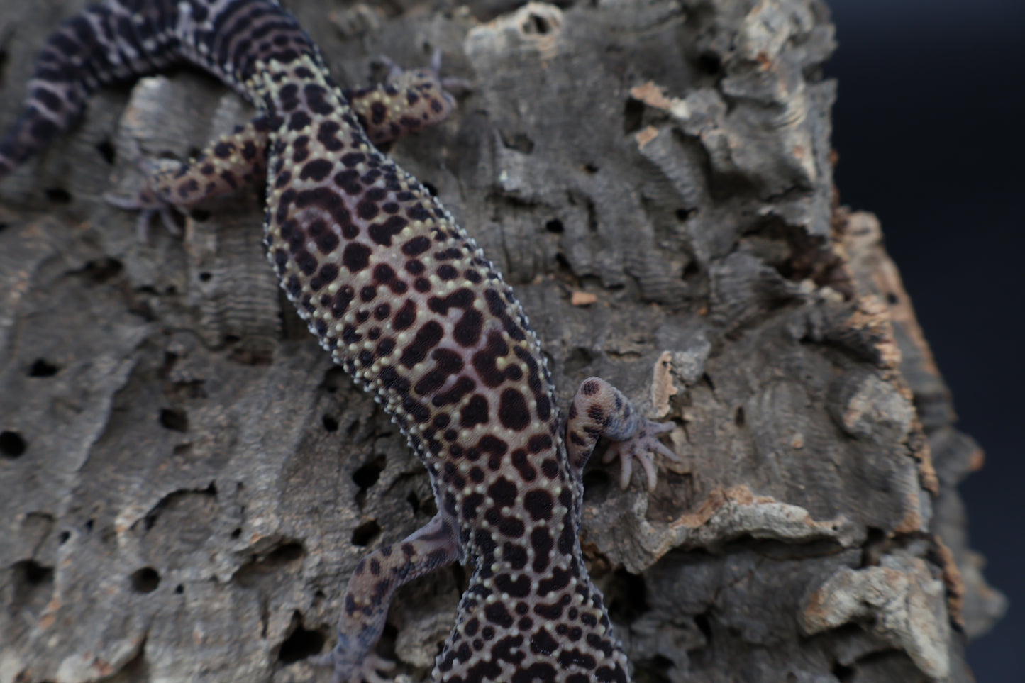 Female 50% Black Night 25% Afghanicus 25% Turcmenics (ovulating; small wavy tail)