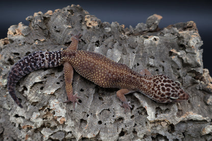 Female Black Night Tangerine Tornado (ovulating; slightly curved spine)