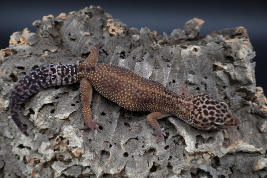 Female Black Night Tangerine Tornado (ovulating; slightly curved spine)