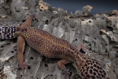 Female Black Night Tangerine Tornado (ovulating; slightly curved spine)