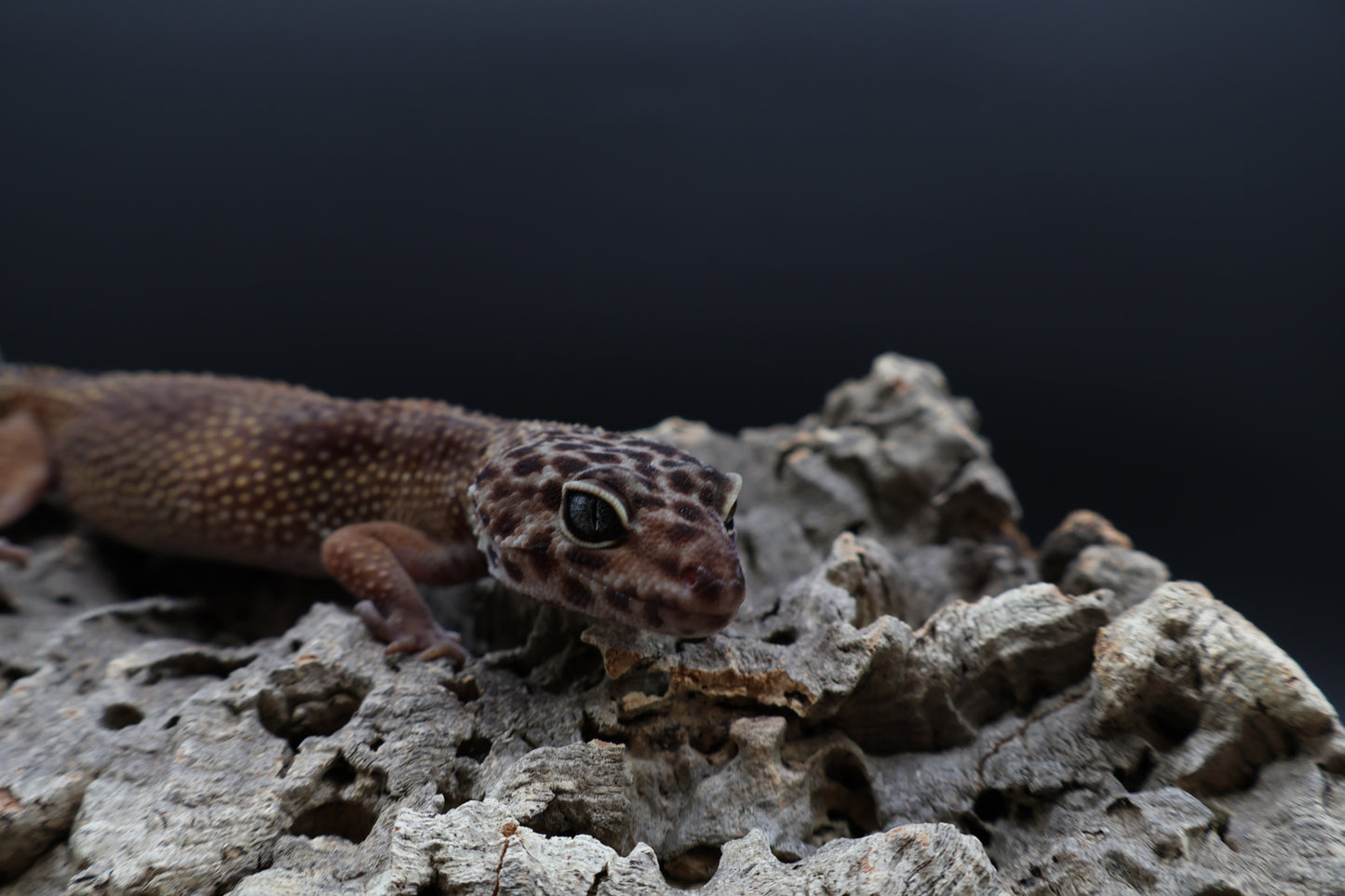 Female Black Night Tangerine Tornado (ovulating; slightly curved spine)