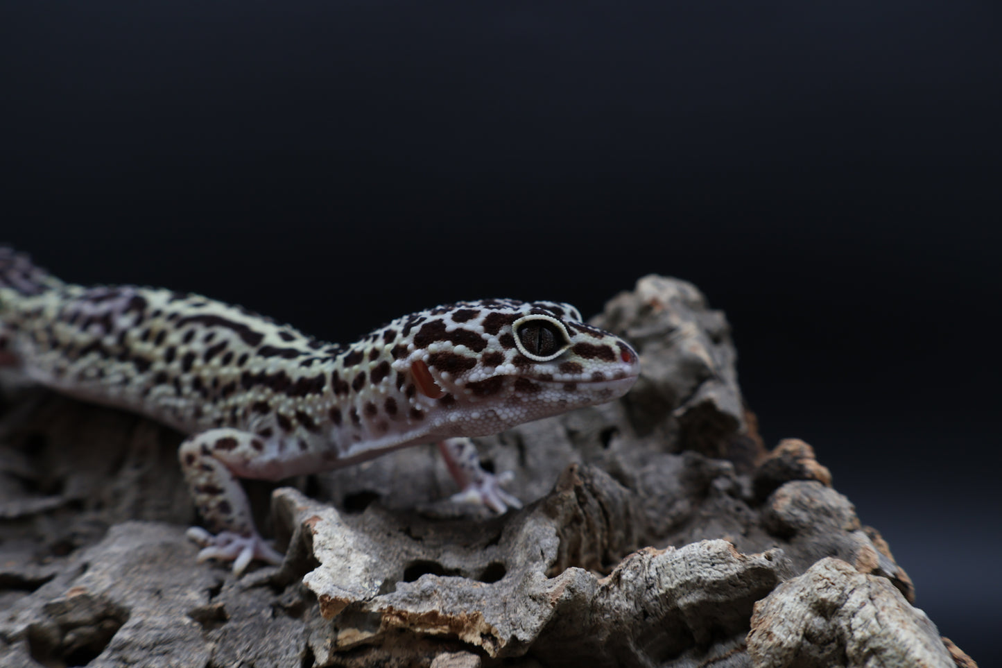 Female 50% Black Night 25% Afghanicus 25% Turcmenics (ovulating)