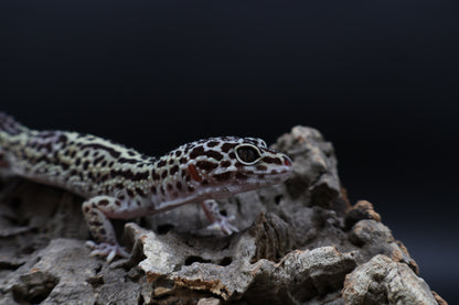 Female 50% Black Night 25% Afghanicus 25% Turcmenics (ovulating)