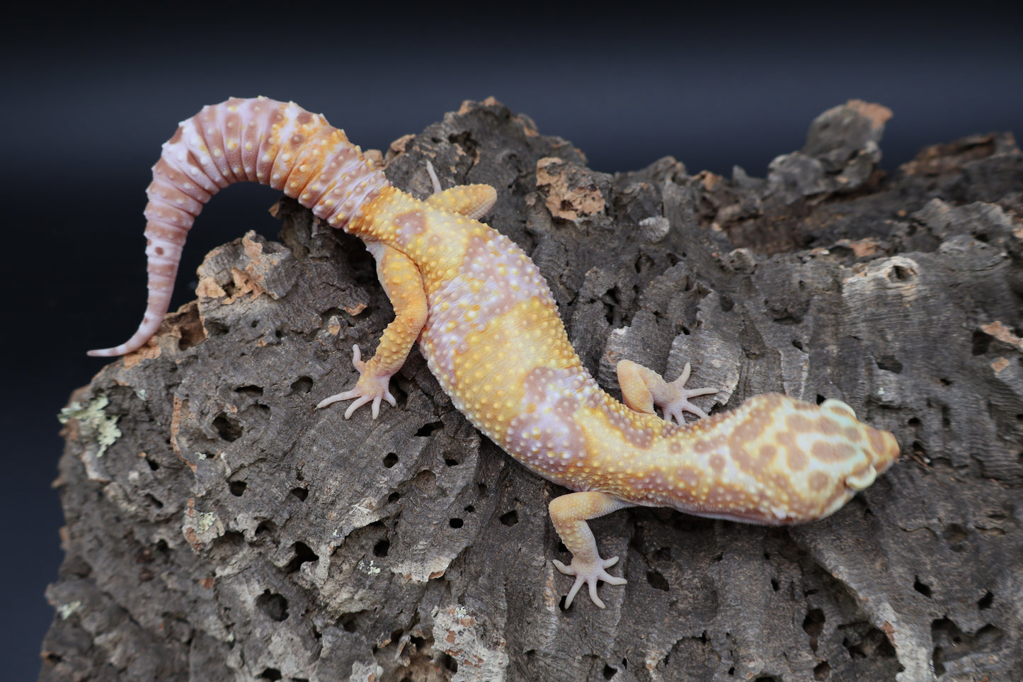 Female Lost ID Albino (ovulating)