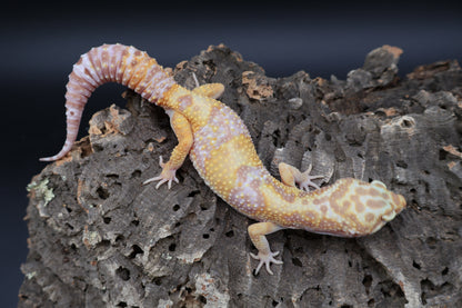 Female Lost ID Albino (ovulating)