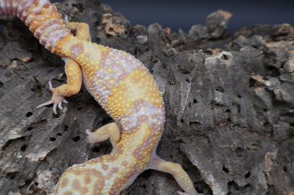Female Lost ID Albino (ovulating)