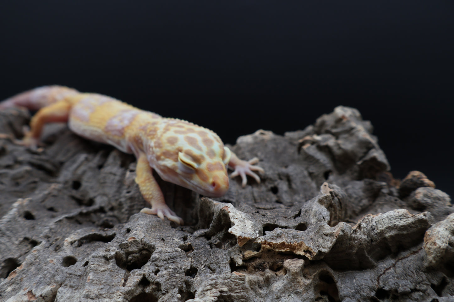 Female Lost ID Albino (ovulating)