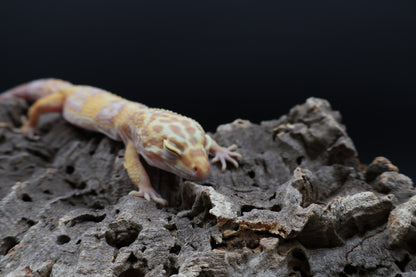 Female Lost ID Albino (ovulating)