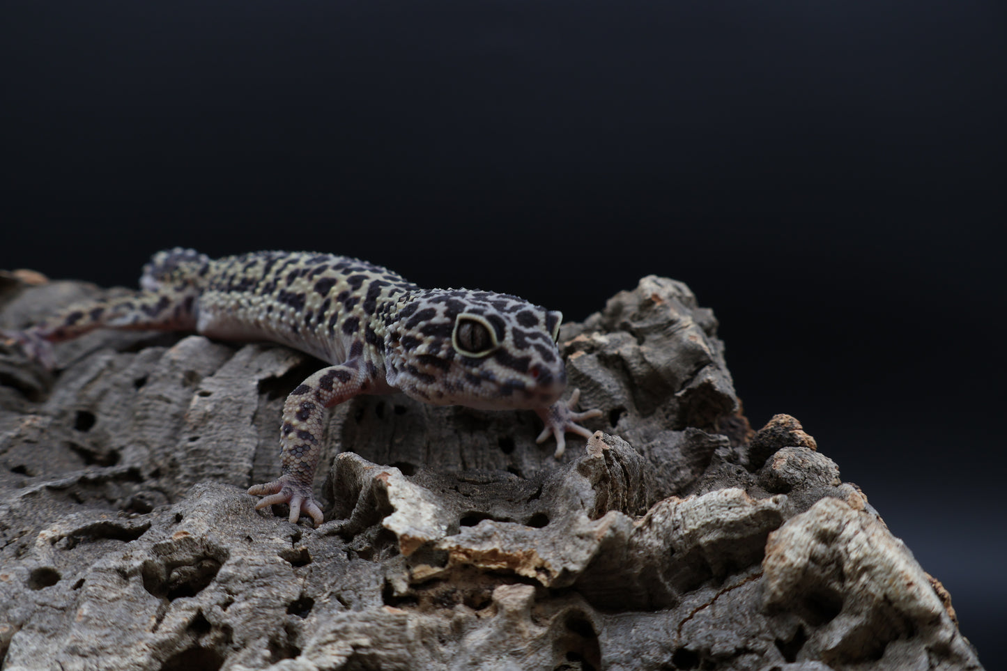 Female 50% Black Night 25% Afghanicus 25% Turcmenics (ovulating)