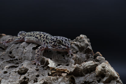 Female 50% Black Night 25% Afghanicus 25% Turcmenics (ovulating)